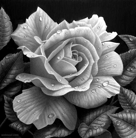 black white rose drawings